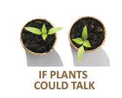 If plants could talk